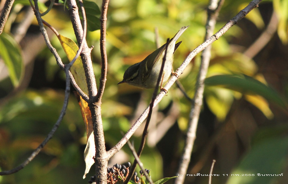 Blyth's Leaf Warbler - Argrit Boonsanguan