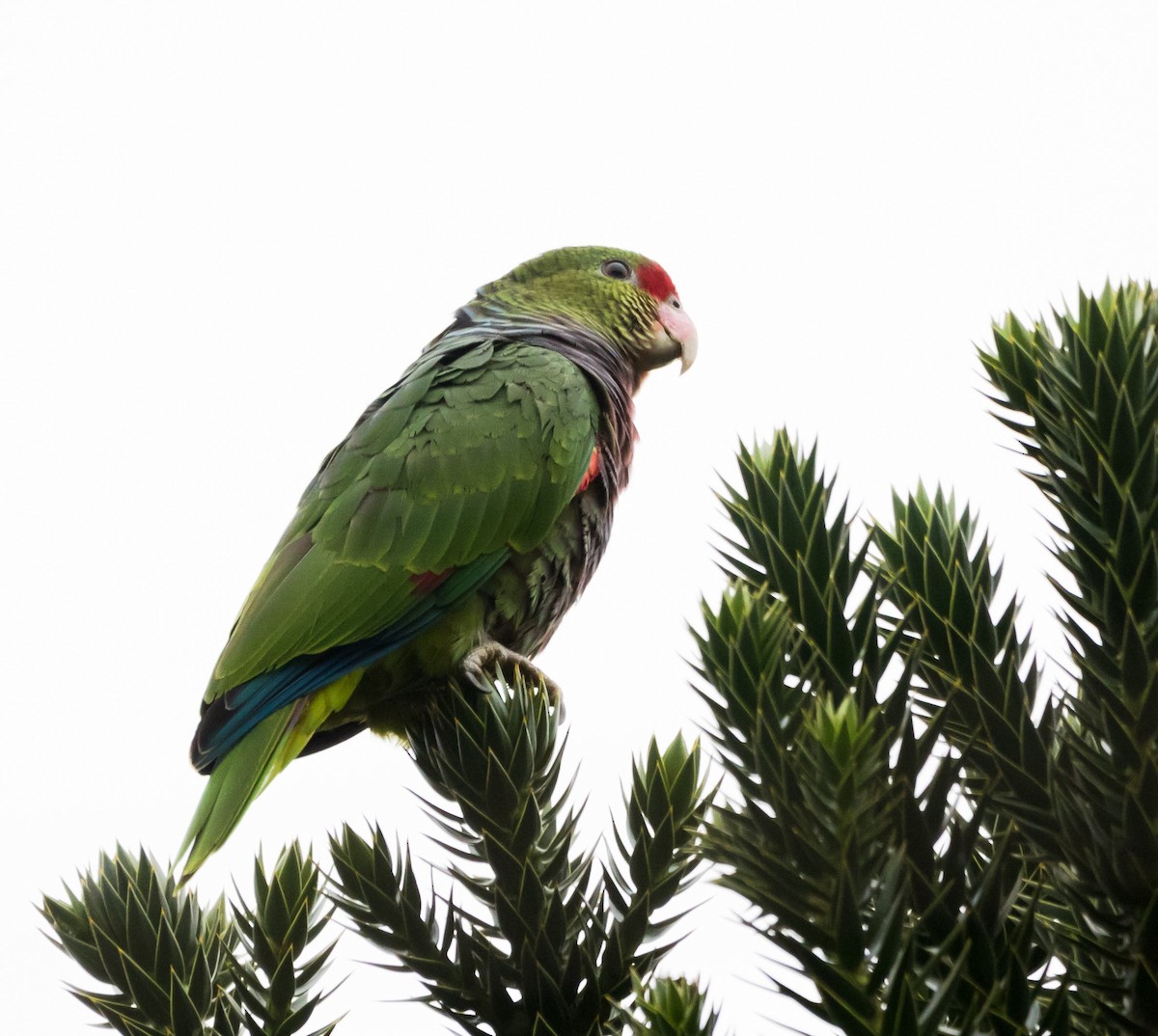 Vinaceous-breasted Parrot - Luiz Anjos