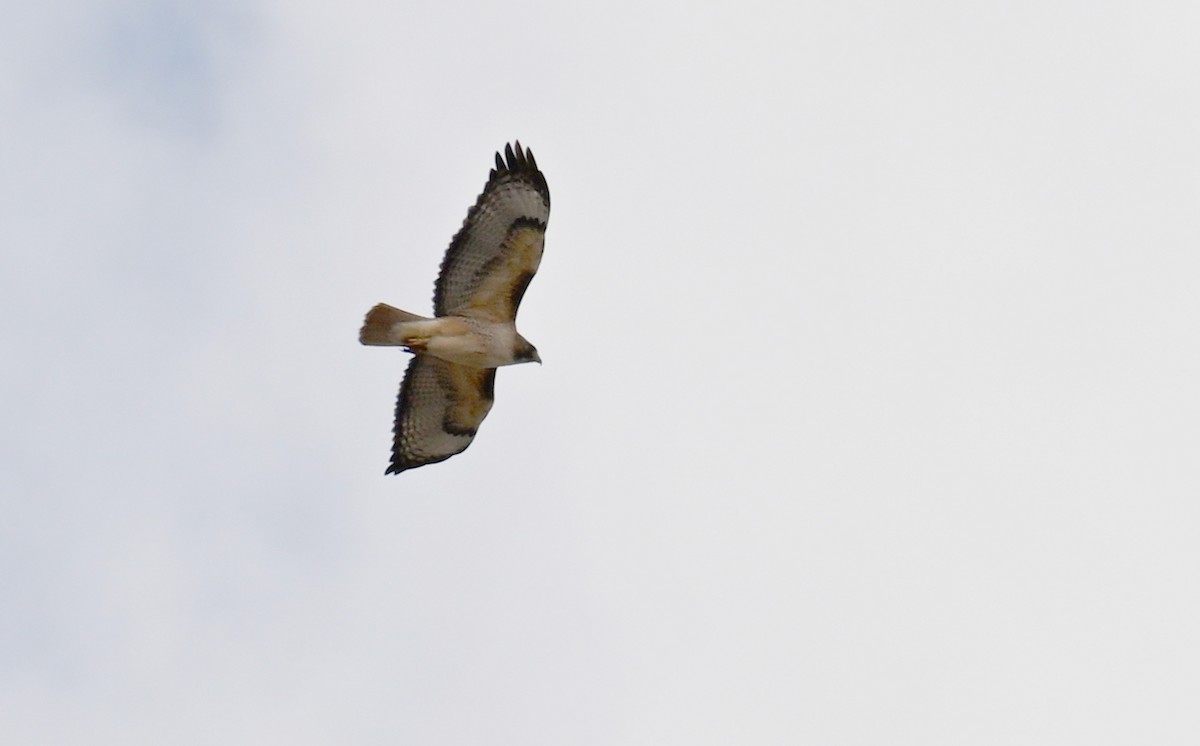 Red-tailed Hawk - ML616541749