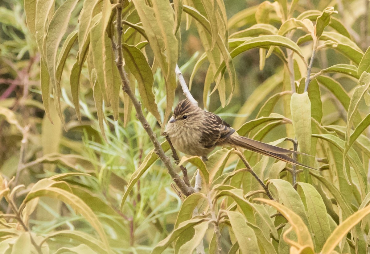 Striolated Tit-Spinetail - ML616541778