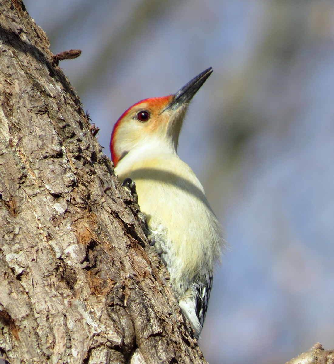 Red-bellied Woodpecker - ML61654181