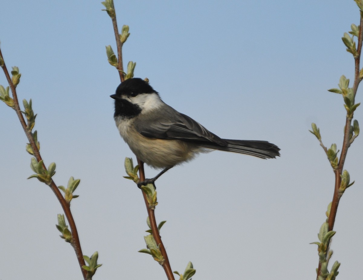 Black-capped Chickadee - Peter Olsoy
