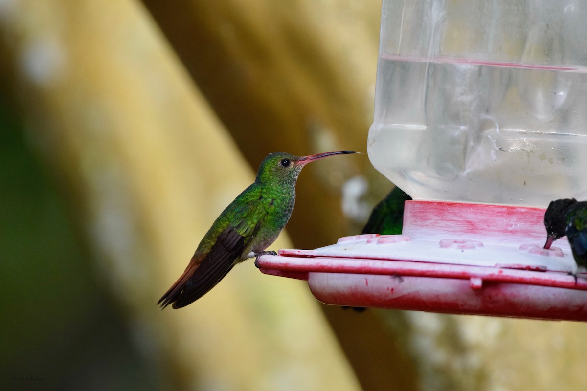 Rufous-tailed Hummingbird - ML616541907