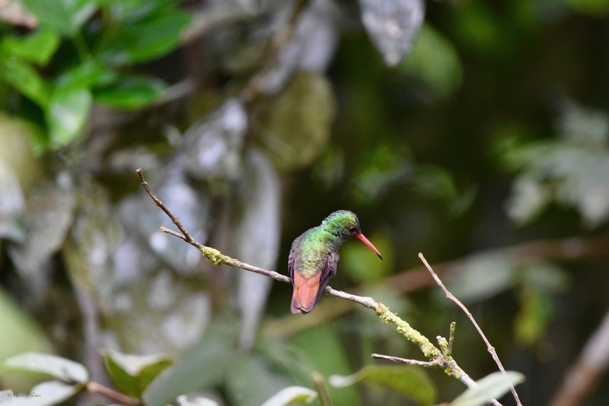 Rufous-tailed Hummingbird - ML616541908