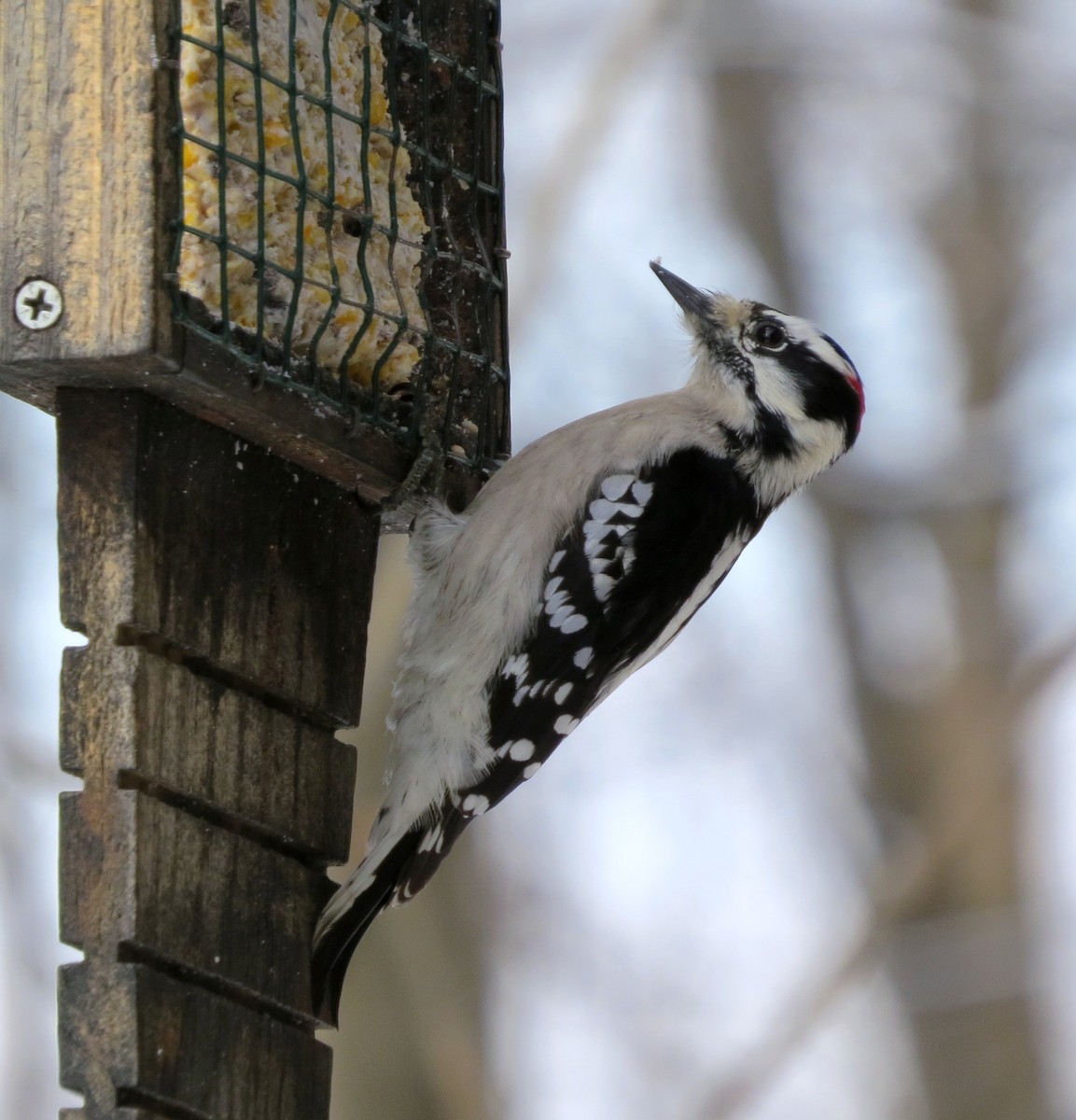 Downy Woodpecker - ML61654191