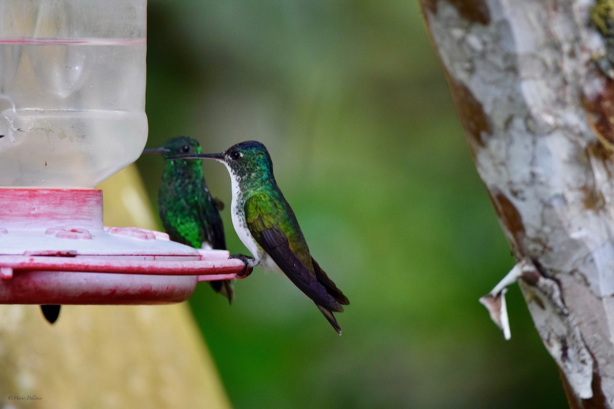 kolibřík andský - ML616541911