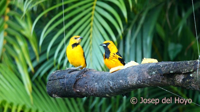 Spot-breasted Oriole - ML616541965