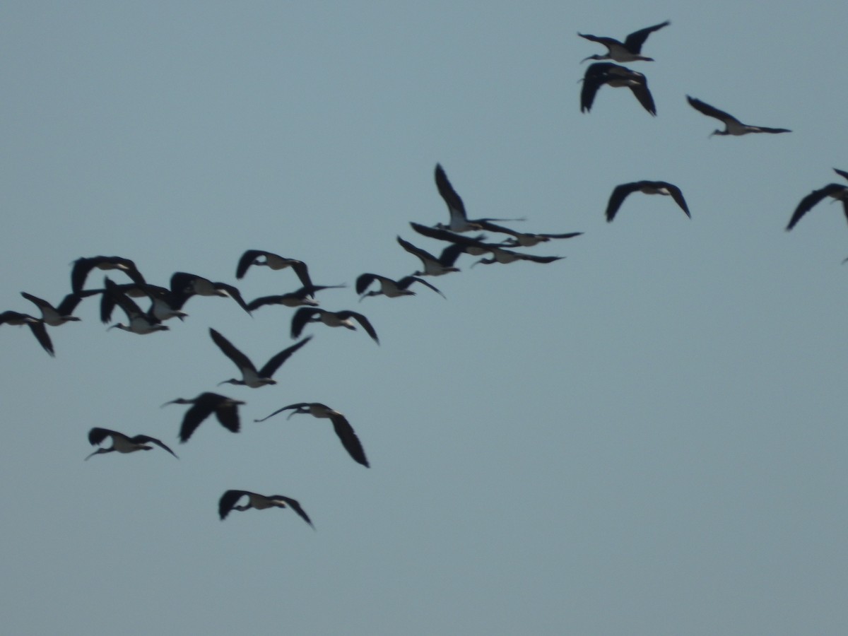 Straw-necked Ibis - Rodney Macready