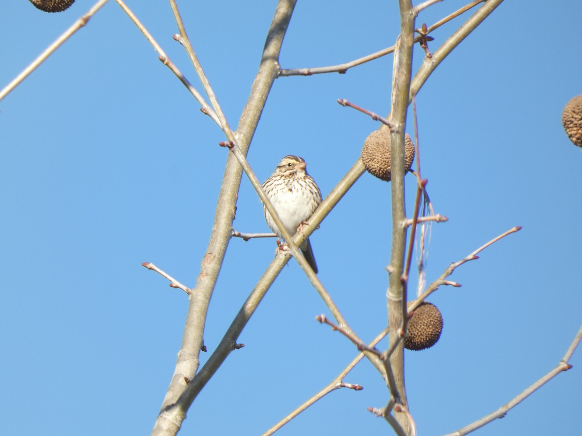 Savannah Sparrow - ML616542034