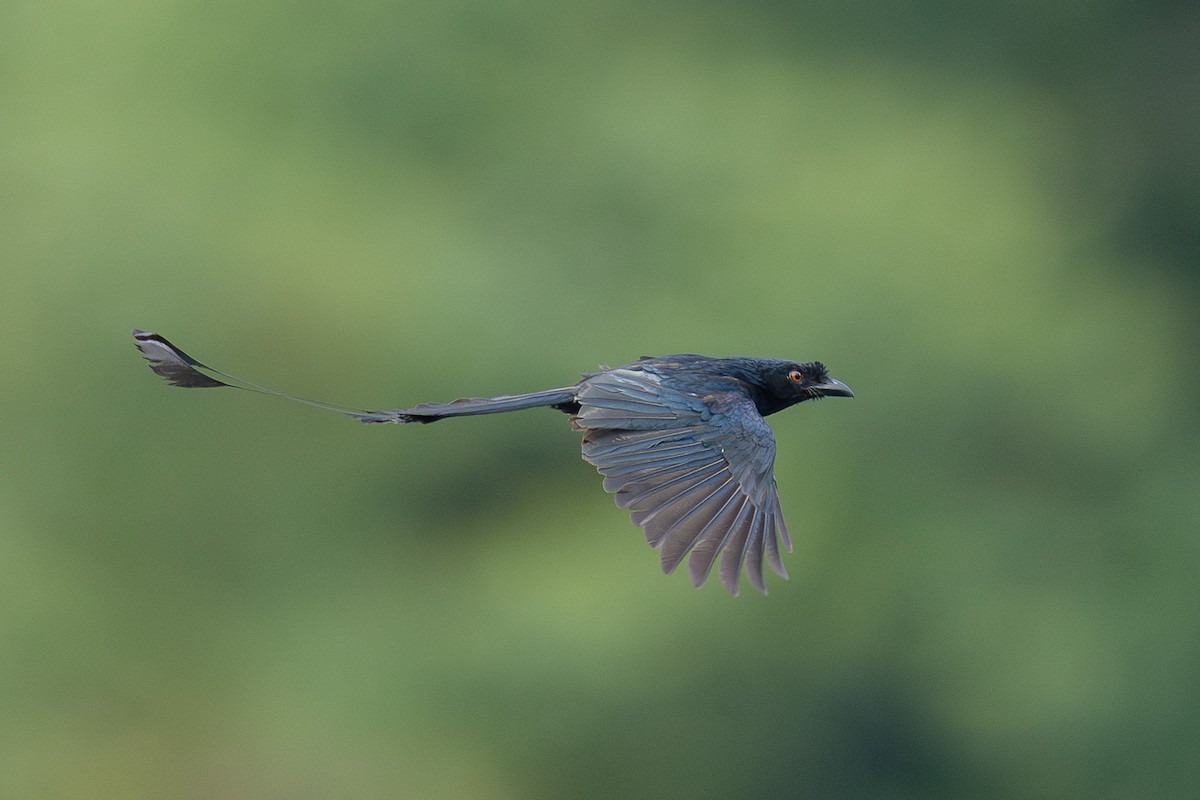 Greater Racket-tailed Drongo - Francis Yap