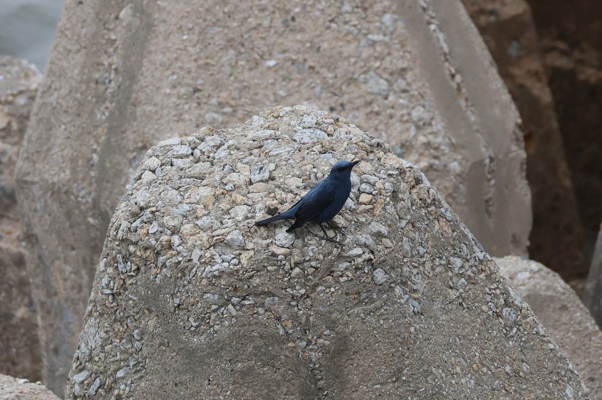 skalník modrý (ssp. pandoo) - ML616542129