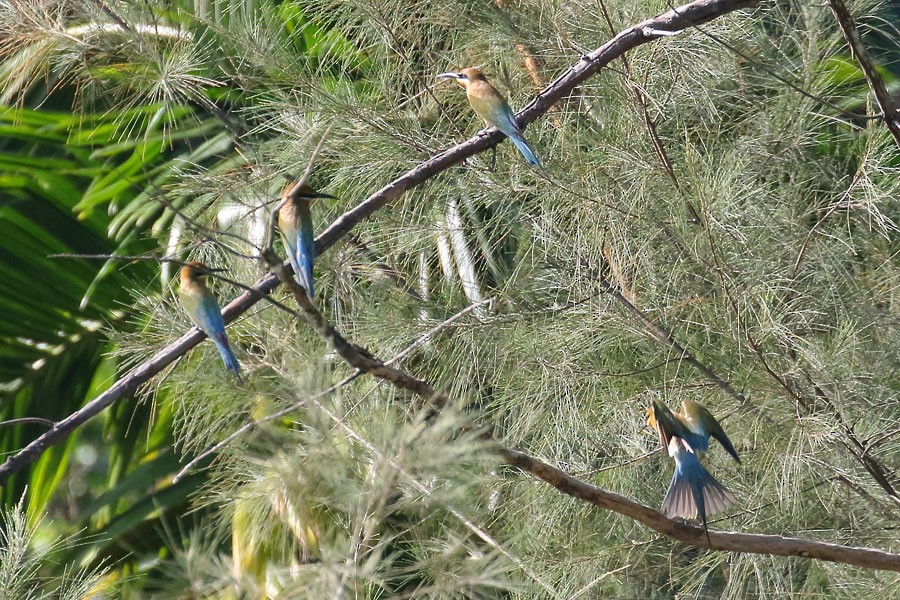 Blue-tailed Bee-eater - ML616542155