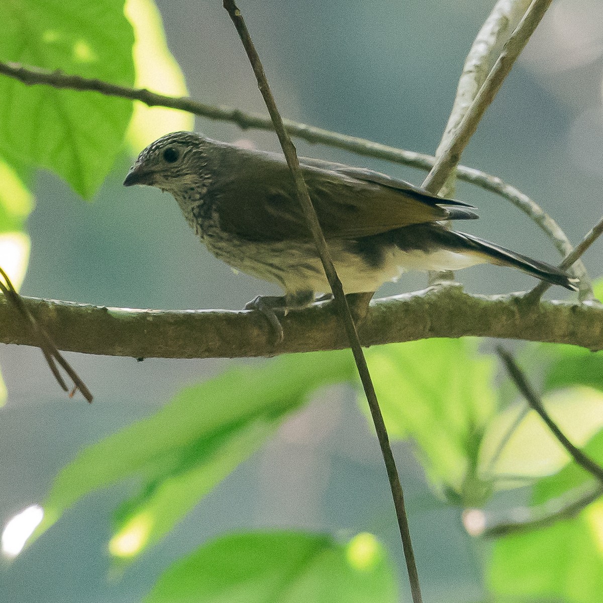 Scaly-throated Honeyguide - Werner Suter