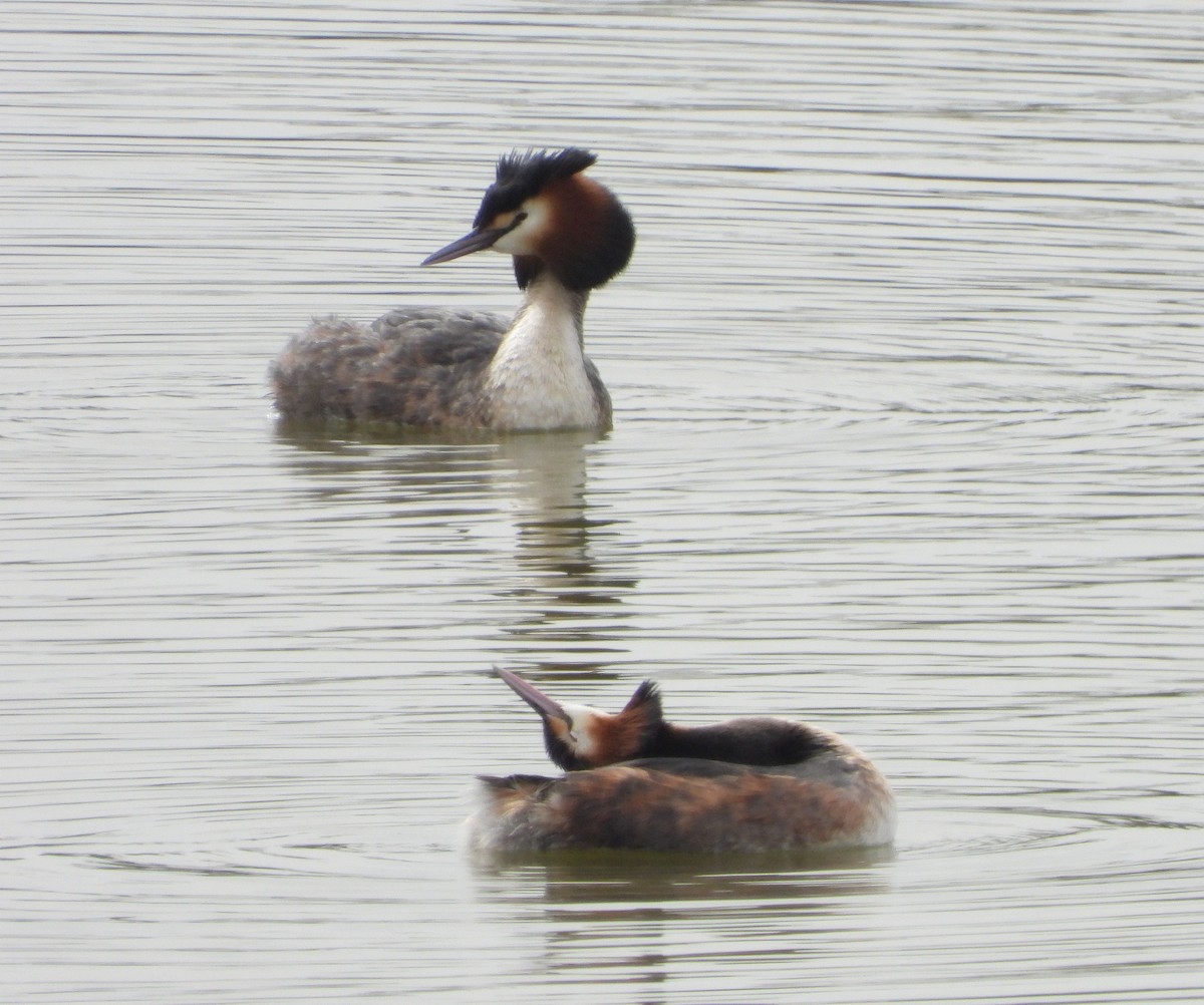 Great Crested Grebe - ML616542208