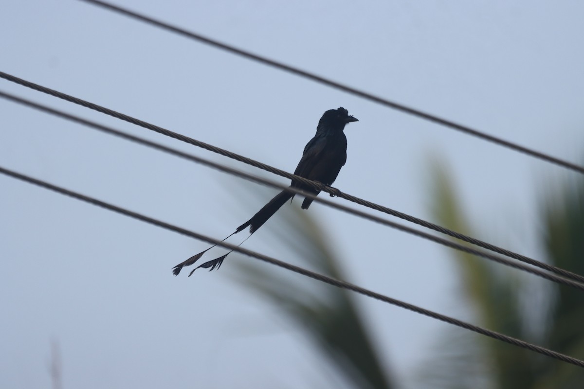 Greater Racket-tailed Drongo - ML616542268