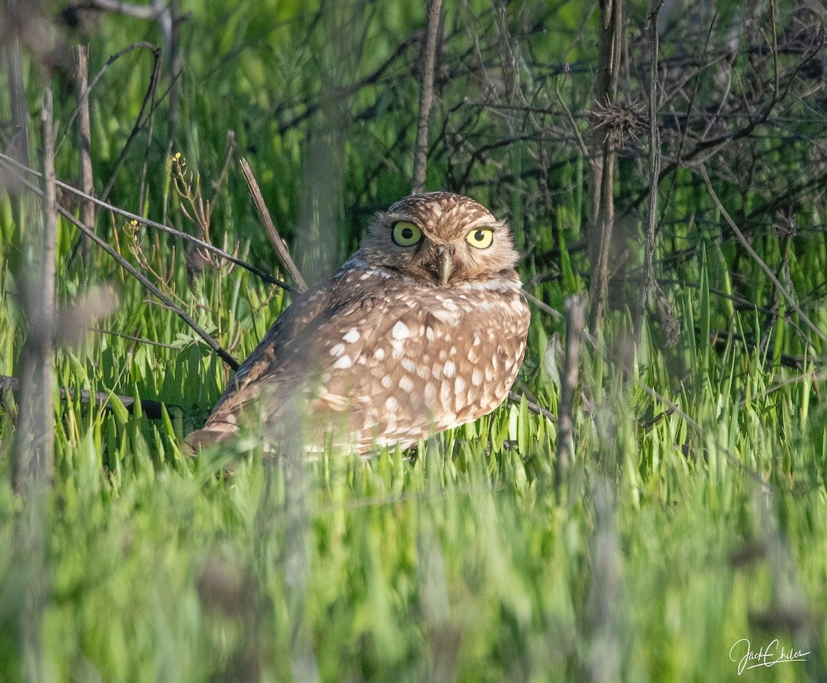 Burrowing Owl - ML616542272
