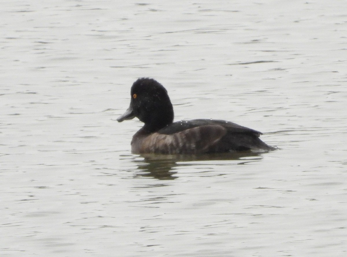 Tufted Duck - ML616542293