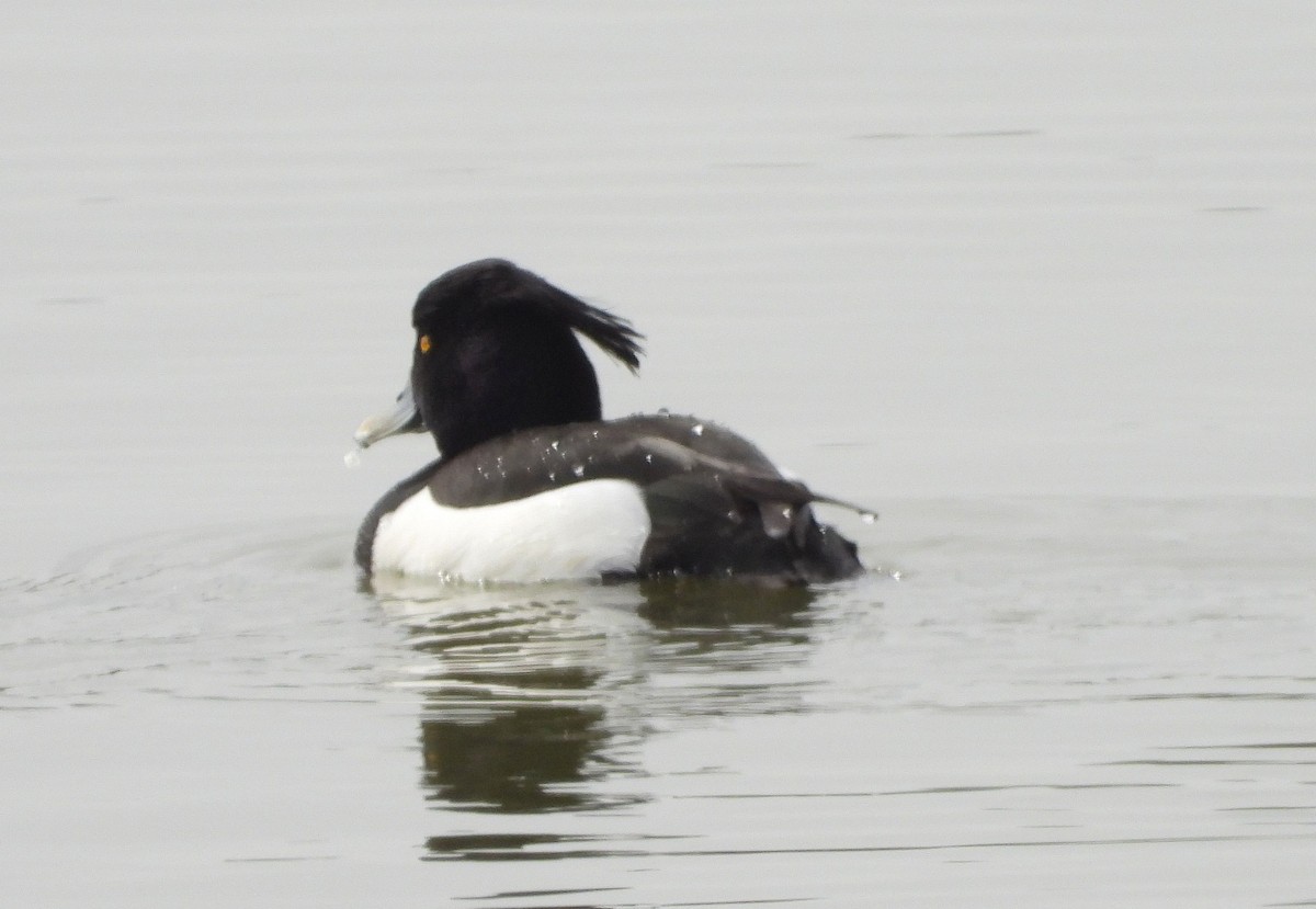Tufted Duck - ML616542294