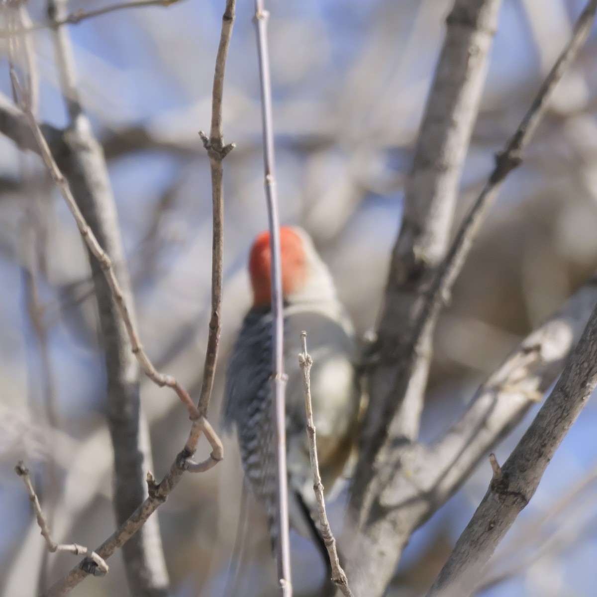 Red-bellied Woodpecker - ML616542537