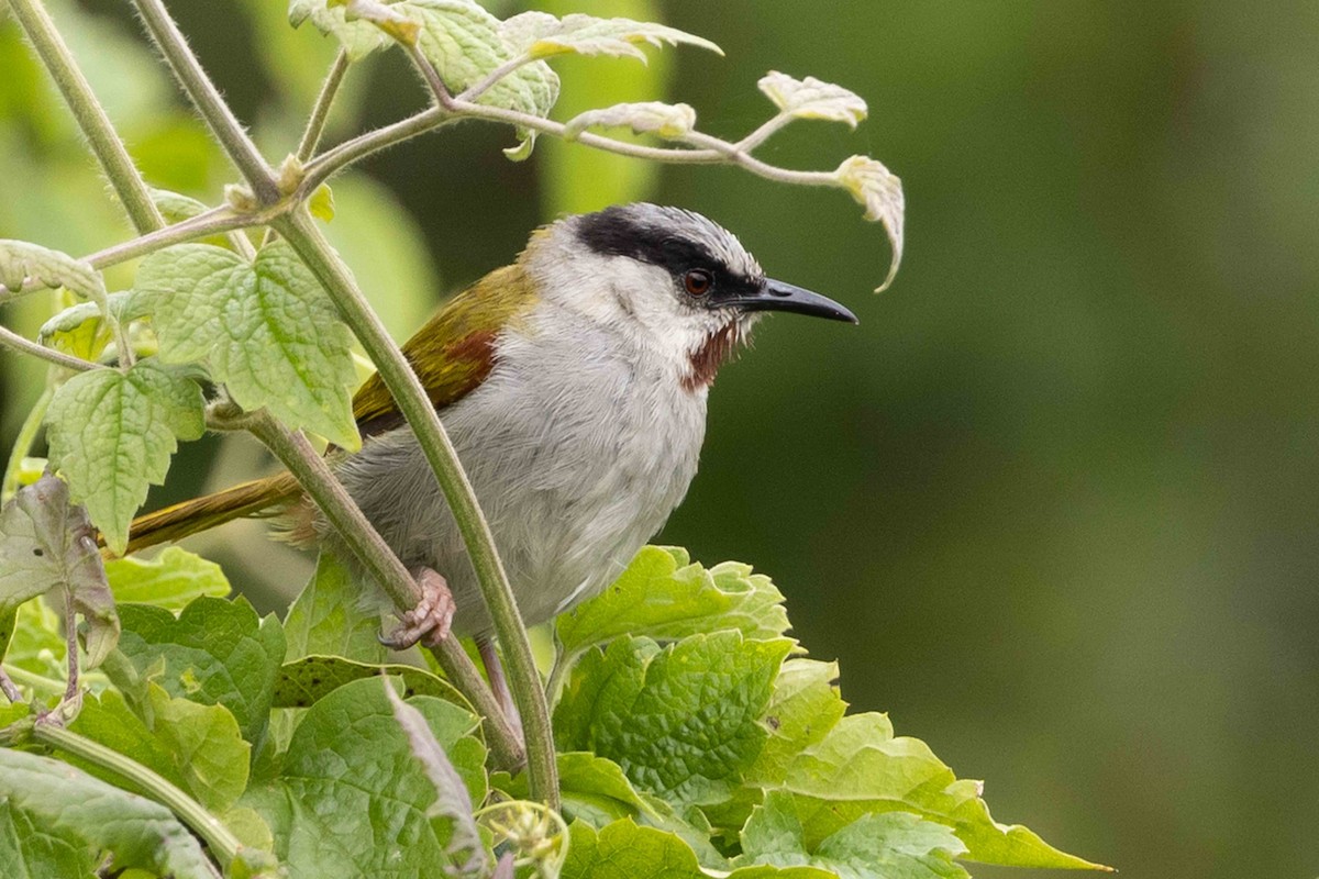Gray-capped Warbler - ML616542541