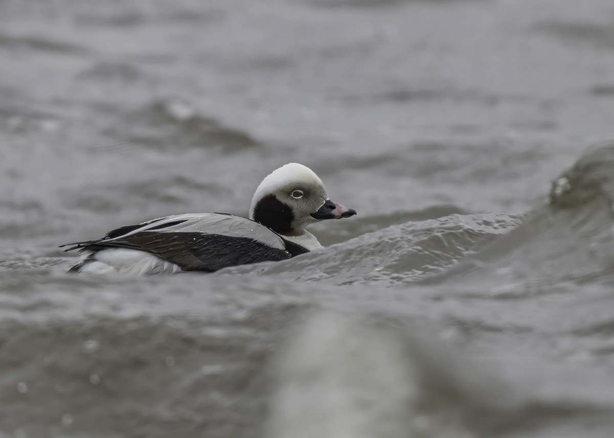 Long-tailed Duck - ML616542594