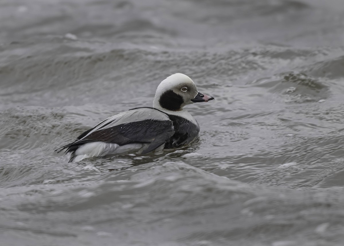 Long-tailed Duck - ML616542595