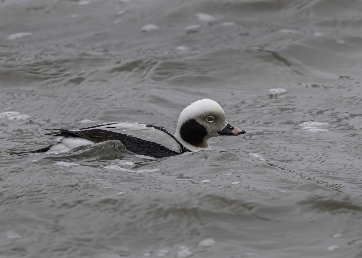 Long-tailed Duck - ML616542596