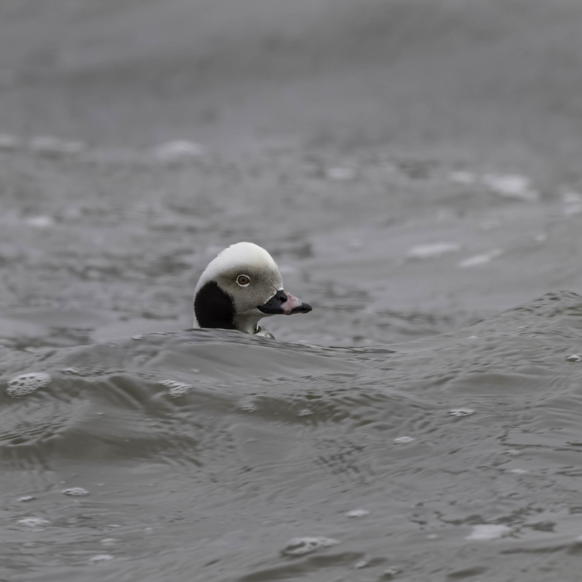 Long-tailed Duck - ML616542597