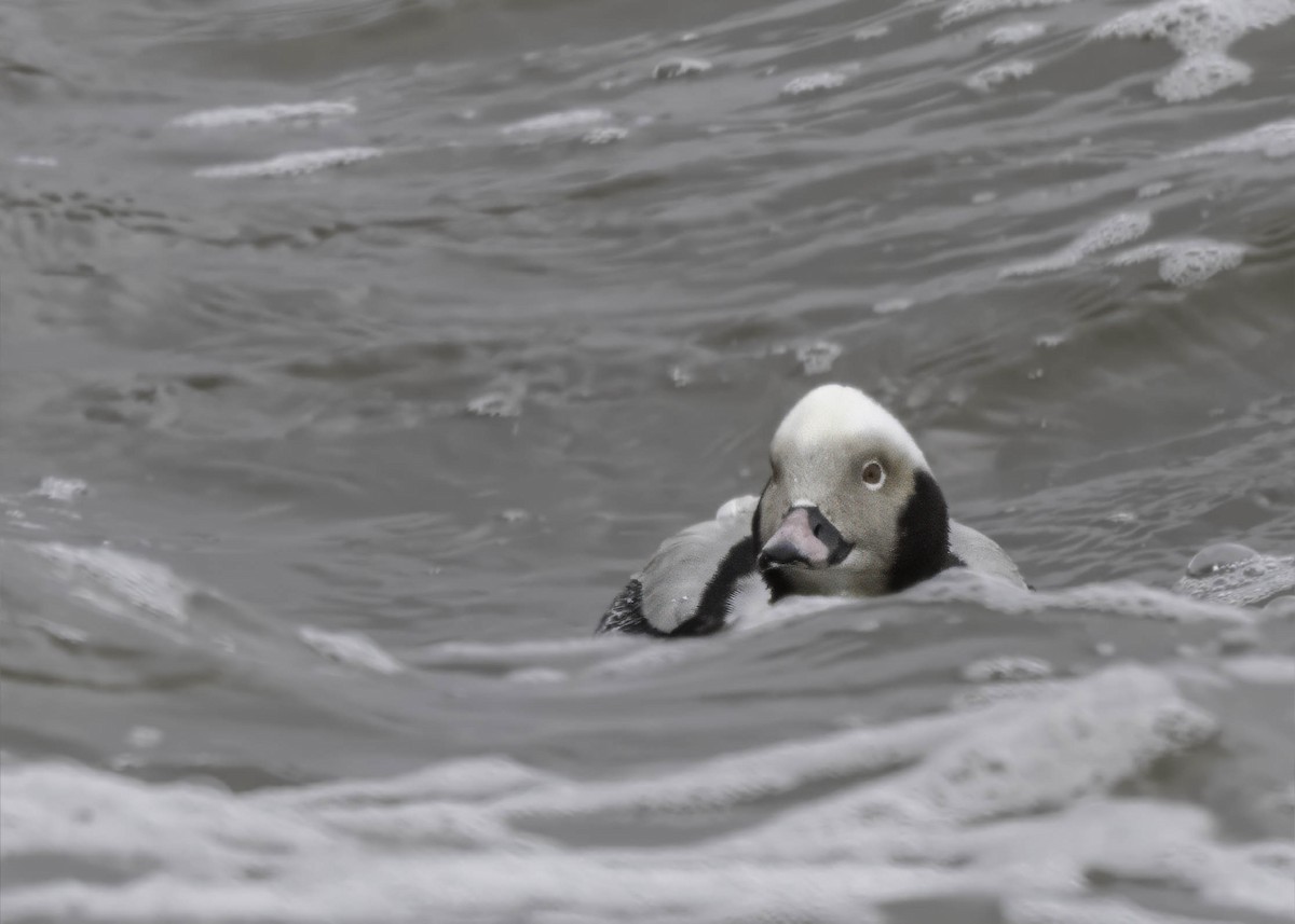 Long-tailed Duck - ML616542598