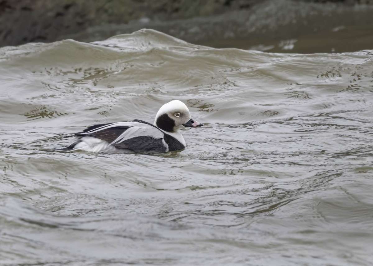 Long-tailed Duck - ML616542599