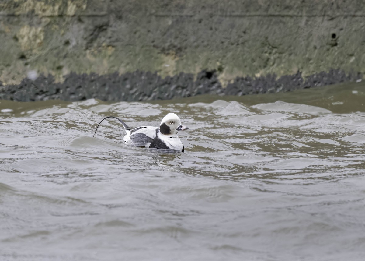Long-tailed Duck - ML616542601