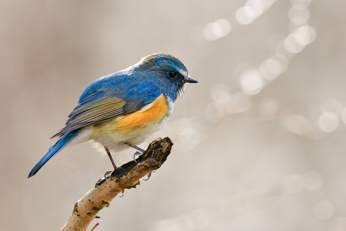 Red-flanked Bluetail - ML616542624