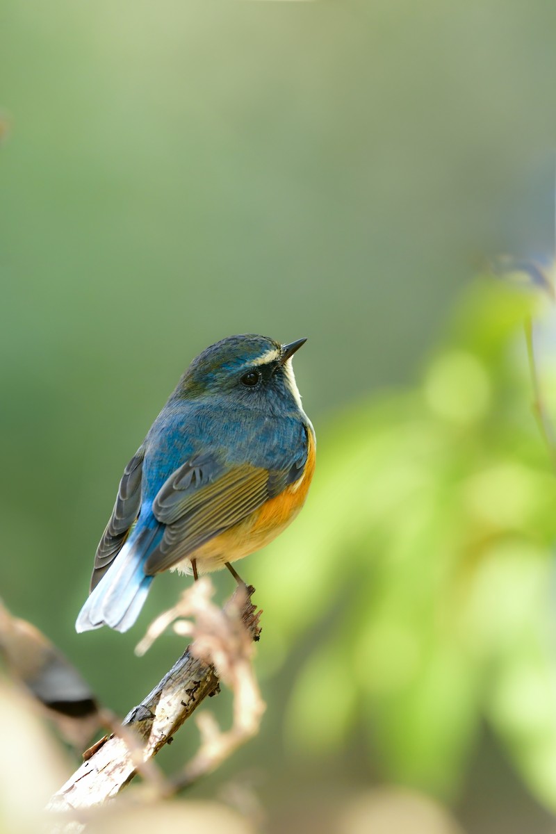 Red-flanked Bluetail - ML616542625