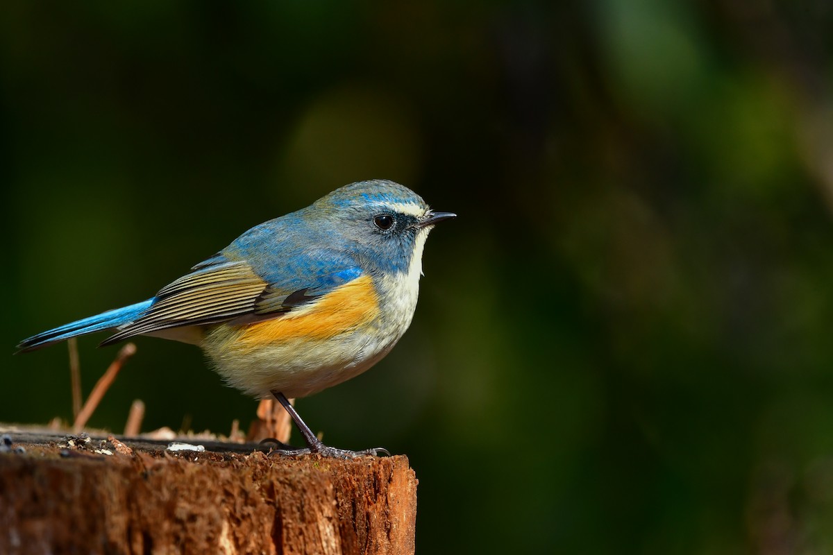 Red-flanked Bluetail - ML616542626