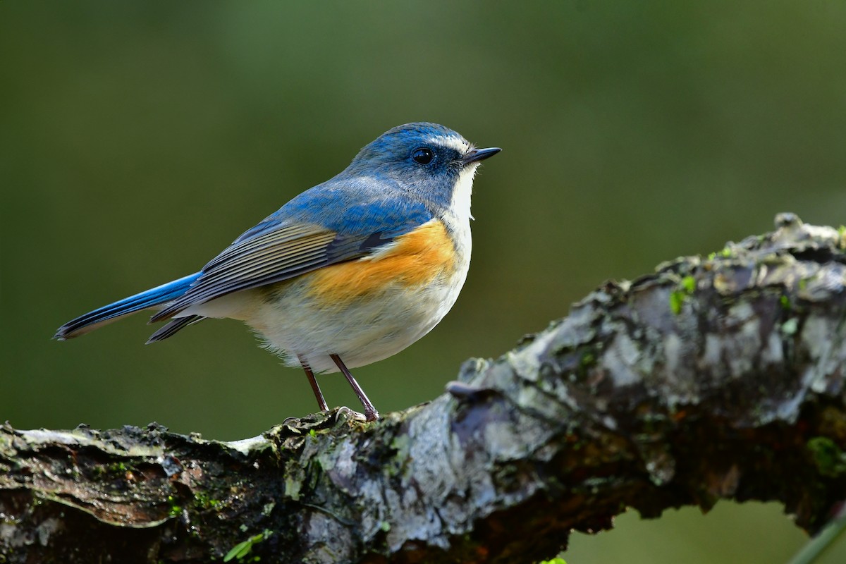 Red-flanked Bluetail - ML616542627