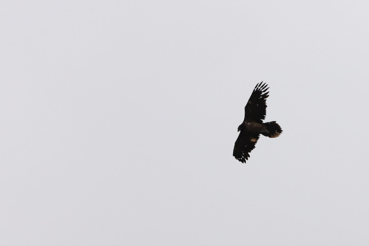 Bearded Vulture - ML616542647