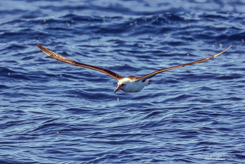 Laysan Albatross - ML616542672