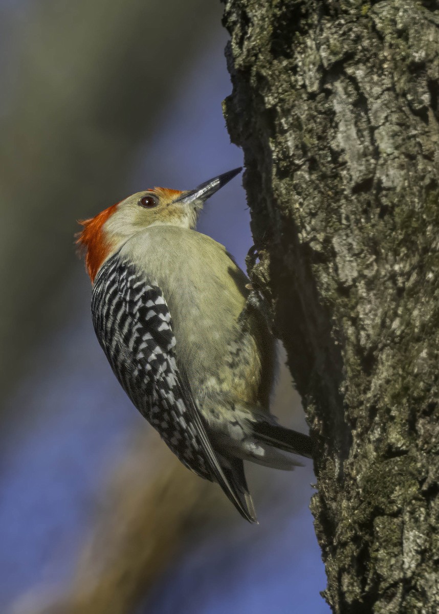 Red-bellied Woodpecker - Keshava Mysore