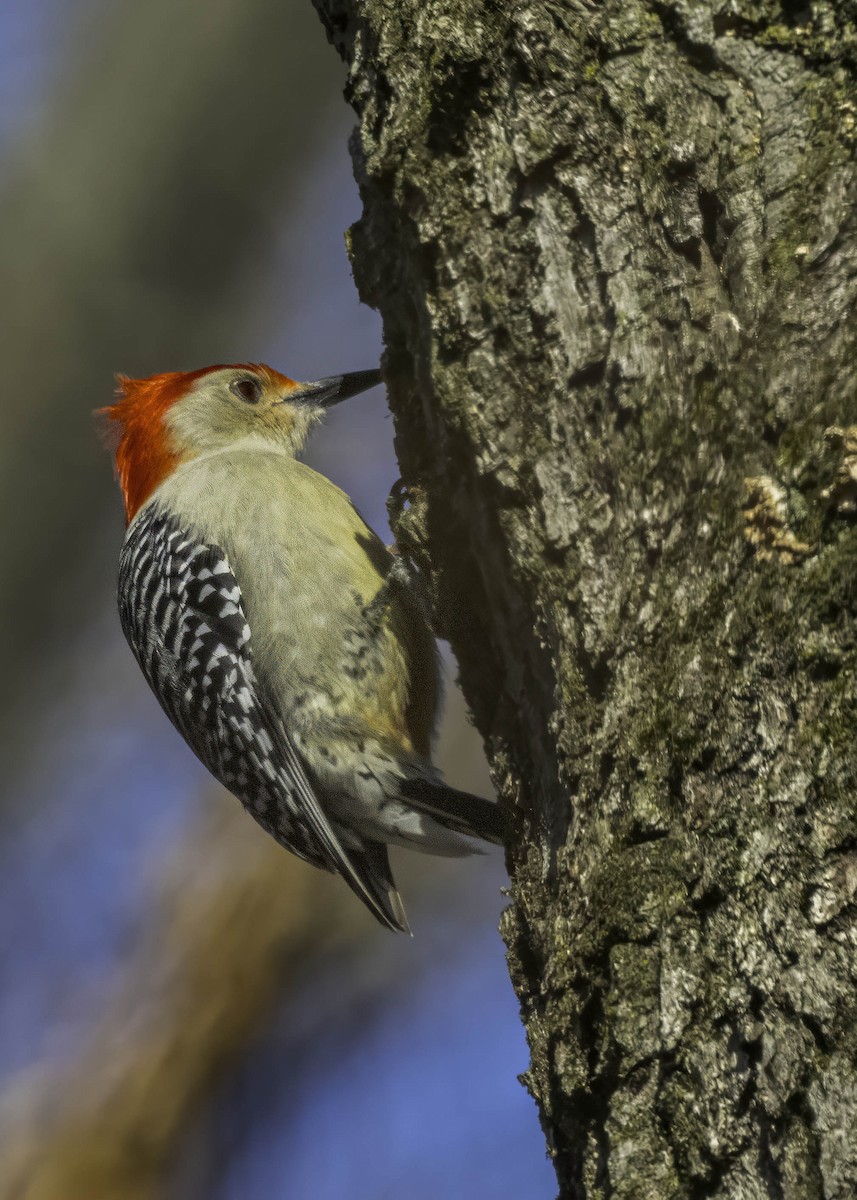 Red-bellied Woodpecker - ML616542675
