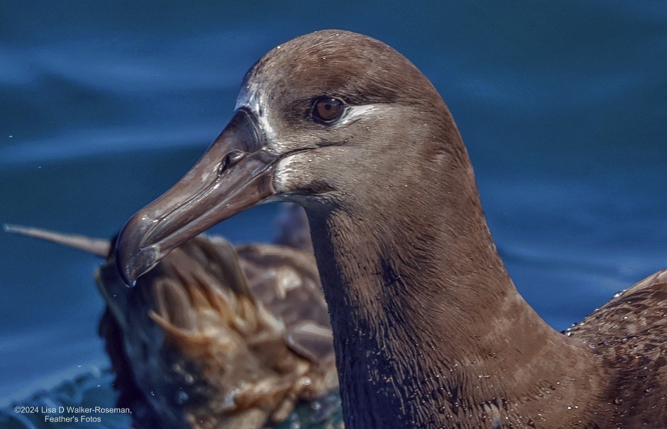 Black-footed Albatross - Lisa Walker-Roseman