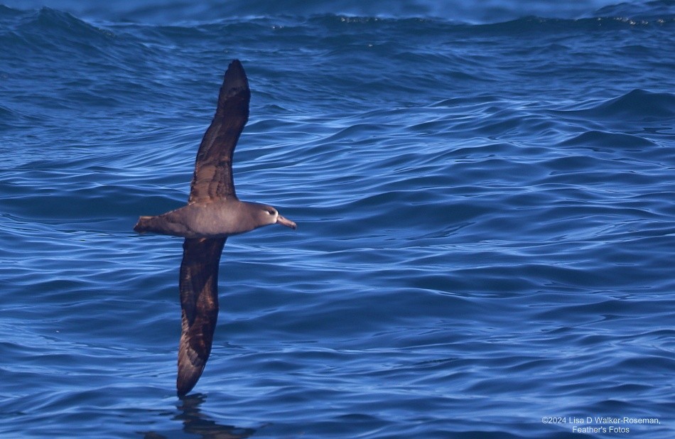 Black-footed Albatross - Lisa Walker-Roseman