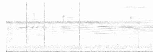 Weißbrust-Ameisenwürger - ML616542764