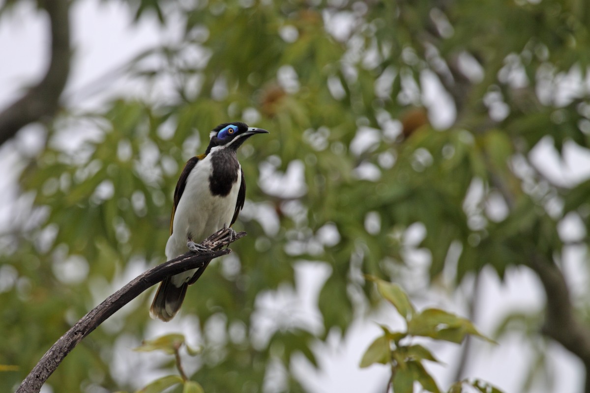 Blue-faced Honeyeater (White-quilled) - ML616542904