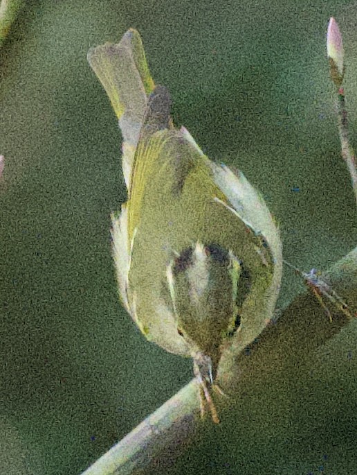 Claudia's Leaf Warbler - ML616542977