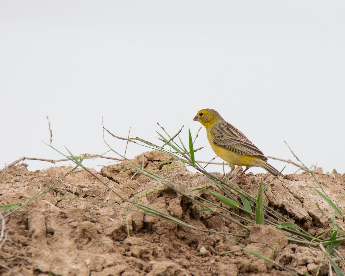 Grassland Yellow-Finch - FIDEL LÓPEZ GUZMÁN