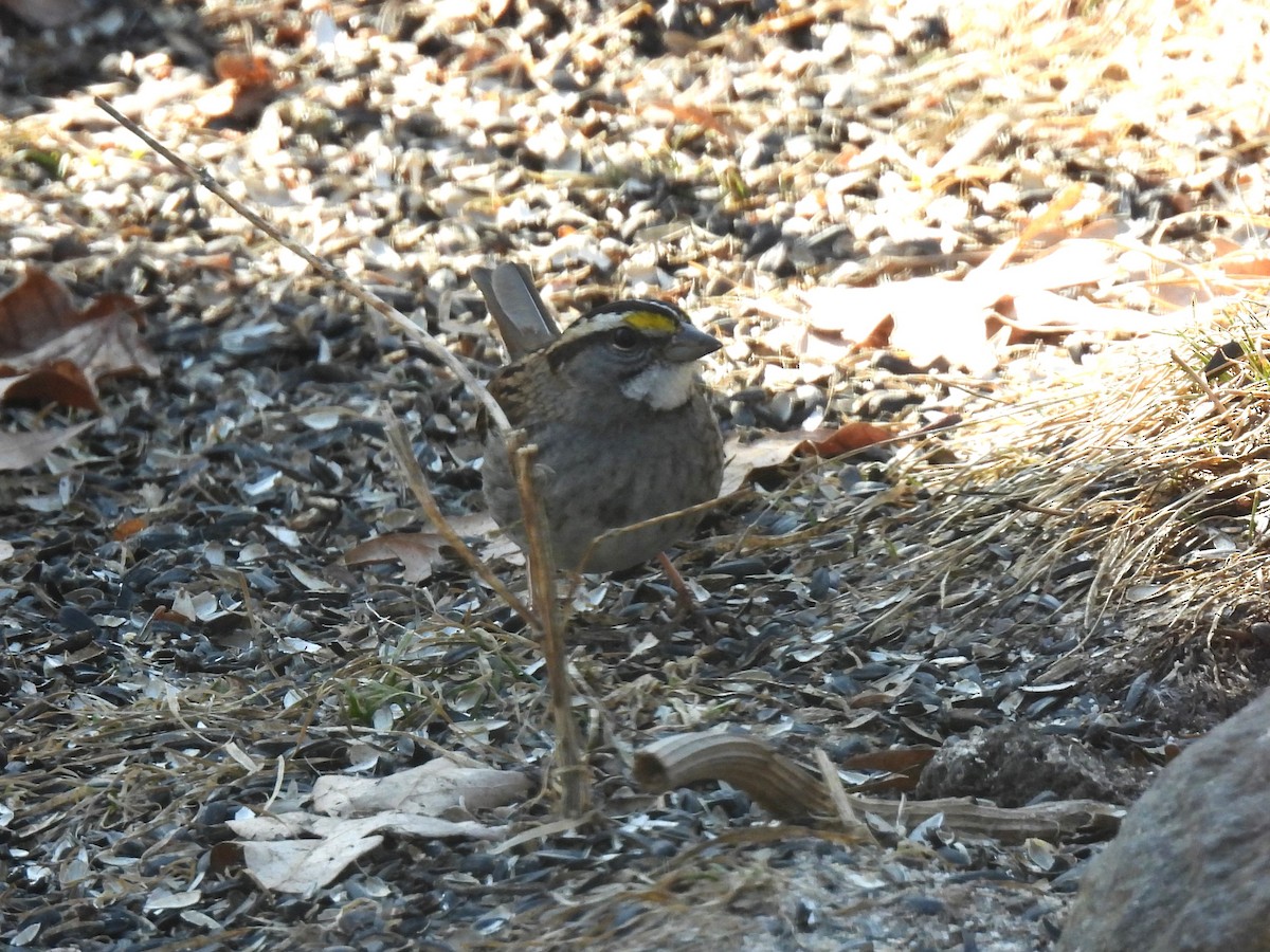White-throated Sparrow - ML616543072