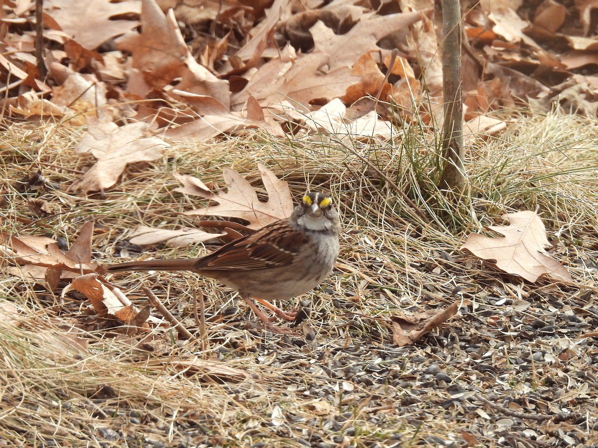 White-throated Sparrow - ML616543123