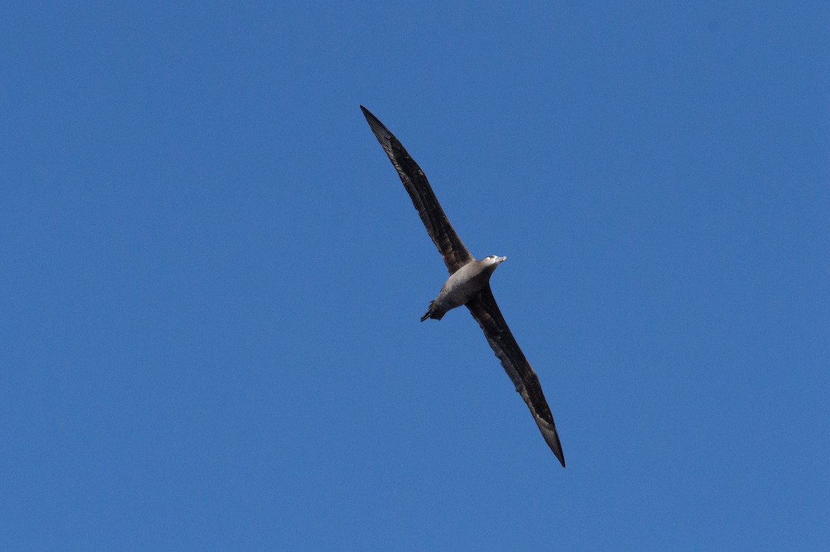 Black-footed Albatross - ML616543137