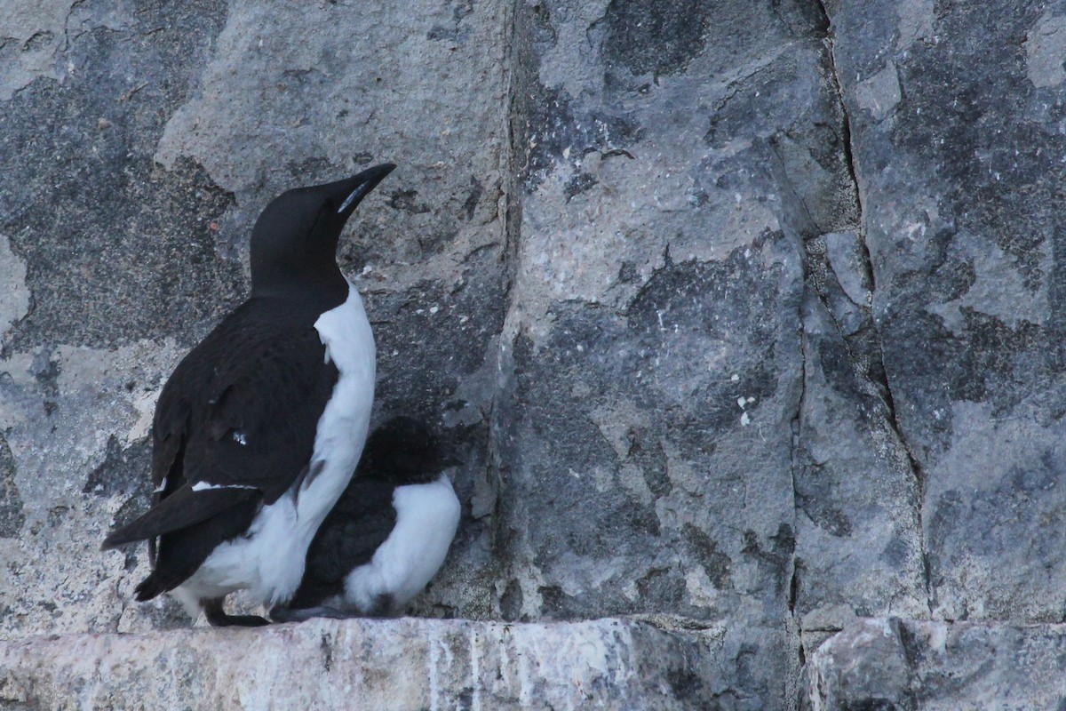 Thick-billed Murre - Adrian Boyle