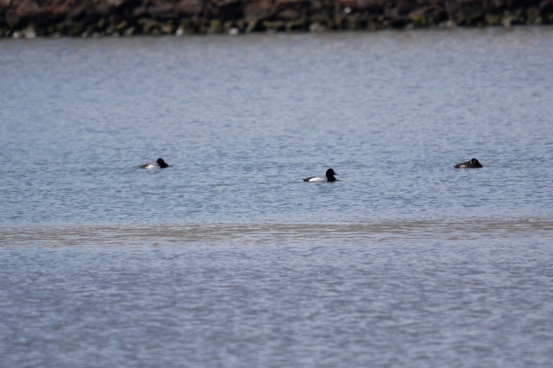 Greater Scaup - ML616543144